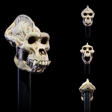 Undead Heads Pack: Mythic Legions All Stars 6 Action Figure Accessories