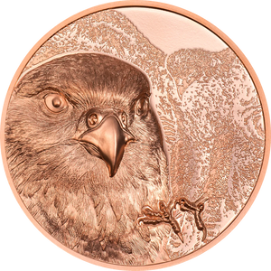 2023 Mongolia 250Tg Wild Mongolia - Falcon 50g Copper Coin